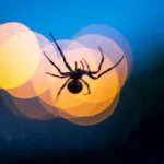Traumdeutung große Spinne