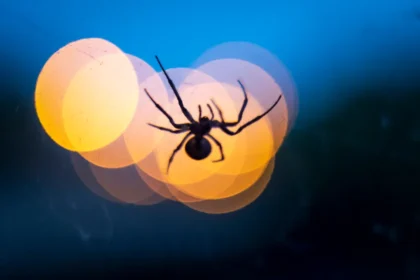 Traumdeutung große Spinne