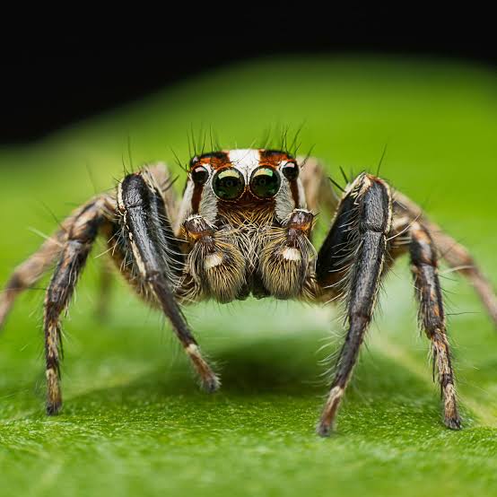 Traumdeutung große Spinne