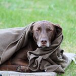 Warum zittert mein Hund