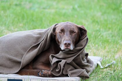 Warum zittert mein Hund