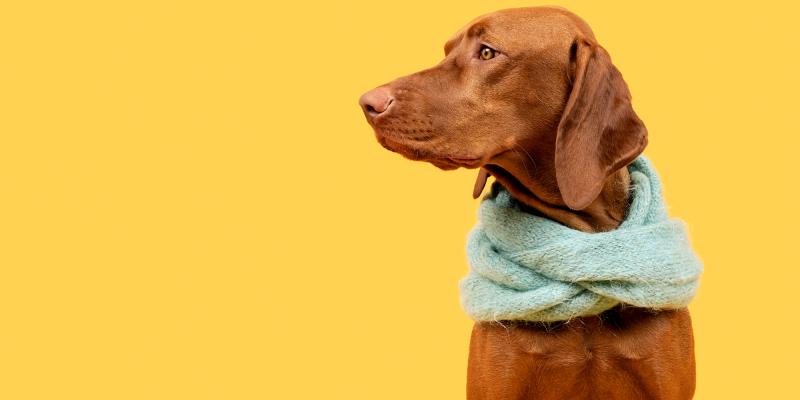 Warum zittert mein Hund